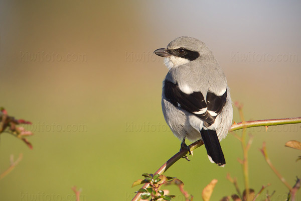 Loggerhead Shrike Loggerhead Shrike