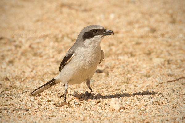 Loggerhead Shrike Image @ Kiwifoto.com