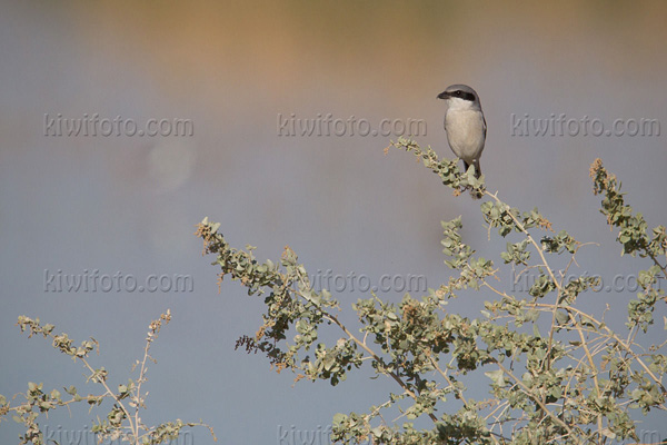 Loggerhead Shrike Photo @ Kiwifoto.com