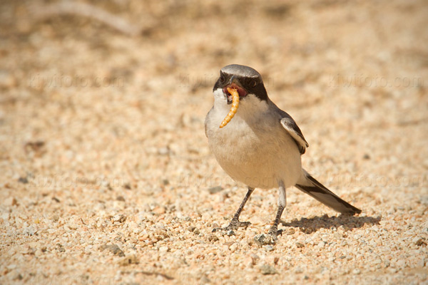Loggerhead Shrike Image @ Kiwifoto.com