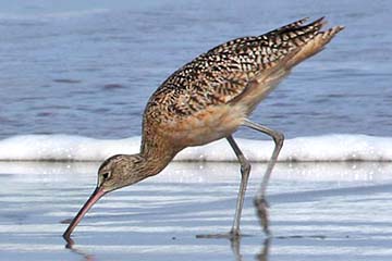 Long-billed Curlew Image @ Kiwifoto.com