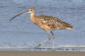 Long-billed Curlew Picture @ Kiwifoto.com