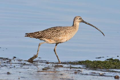 Long-billed Curlew Image @ Kiwifoto.com