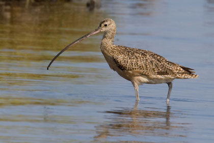 Long-billed Curlew