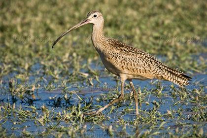 Long-billed Curlew Picture @ Kiwifoto.com