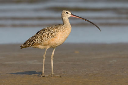 Long-billed Curlew Image @ Kiwifoto.com