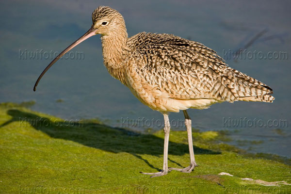 Long-billed Curlew Photo @ Kiwifoto.com