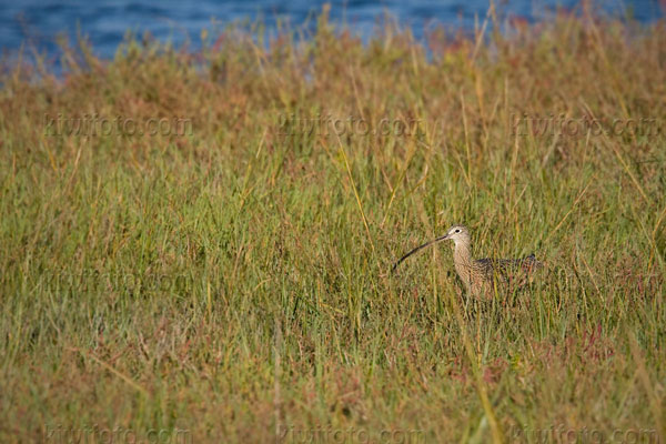 Long-billed Curlew Picture @ Kiwifoto.com