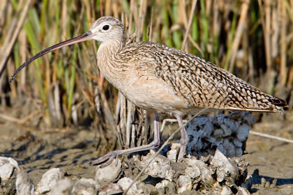 Long-billed Curlew Picture @ Kiwifoto.com