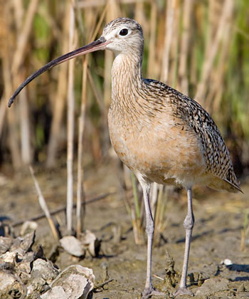 Long-billed Curlew Picture @ Kiwifoto.com