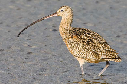 Long-billed Curlew Photo @ Kiwifoto.com