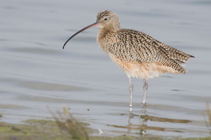 Long-billed Curlew Photo @ Kiwifoto.com