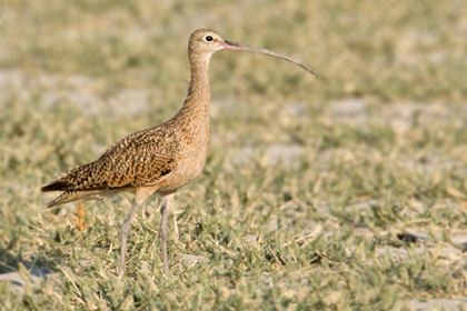 Long-billed Curlew Image @ Kiwifoto.com