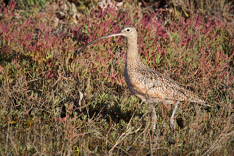Long-billed Curlew Picture @ Kiwifoto.com