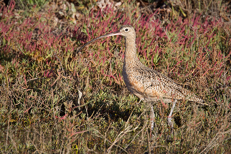 Long-billed Curlew