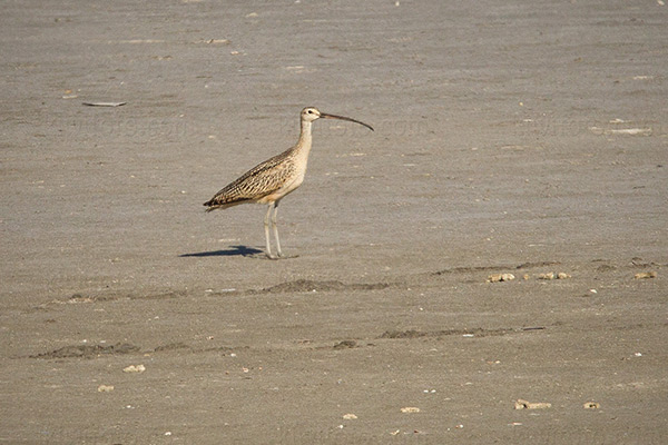 Long-billed Curlew Picture @ Kiwifoto.com