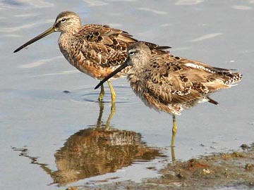 Long-billed Dowitcher Image @ Kiwifoto.com