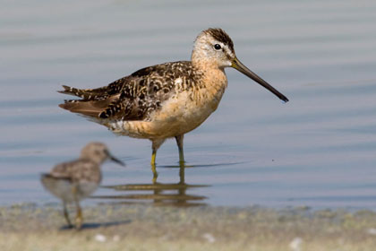 Long-billed Dowitcher Photo @ Kiwifoto.com