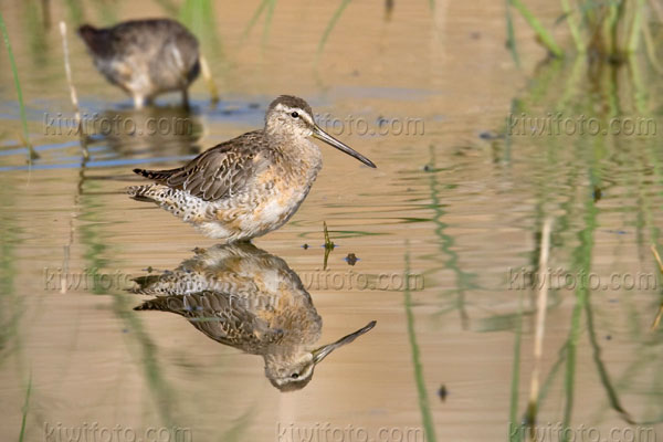 Long-billed Dowitcher Photo @ Kiwifoto.com