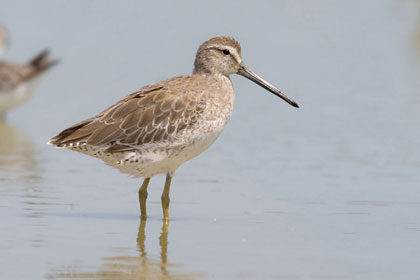 Long-billed Dowitcher Photo @ Kiwifoto.com