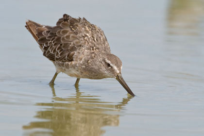 Long-billed Dowitcher Photo @ Kiwifoto.com