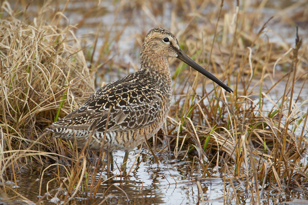 Long-billed Dowitcher Photo @ Kiwifoto.com