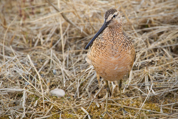 Long-billed Dowitcher Image @ Kiwifoto.com