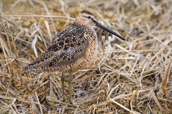 Long-billed Dowitcher Image @ Kiwifoto.com