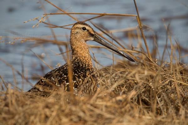 Long-billed Dowitcher Image @ Kiwifoto.com