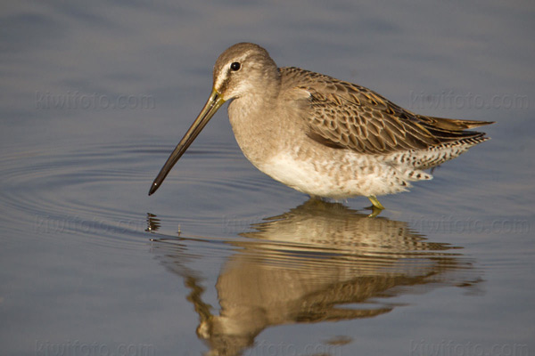 Long-billed Dowitcher Photo @ Kiwifoto.com