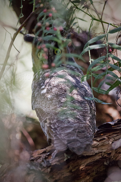 Long-eared Owl Photo @ Kiwifoto.com