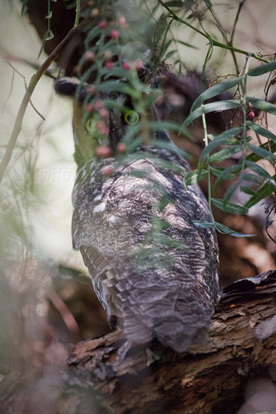 Long-eared Owl Picture @ Kiwifoto.com