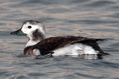 Long-tailed Duck Picture @ Kiwifoto.com