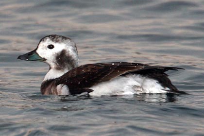 Long-tailed Duck Photo @ Kiwifoto.com