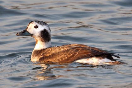 Long-tailed Duck Image @ Kiwifoto.com