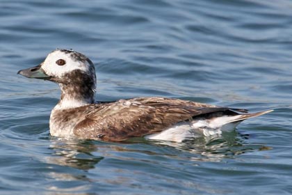 Long-tailed Duck Image @ Kiwifoto.com