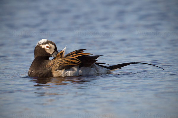 Long-tailed Duck