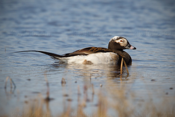 Long-tailed Duck Photo @ Kiwifoto.com