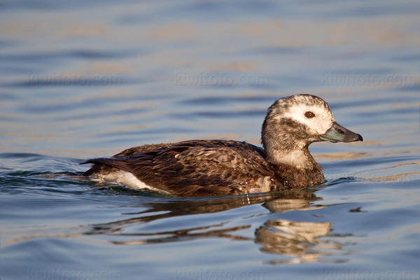 Long-tailed Duck Photo @ Kiwifoto.com