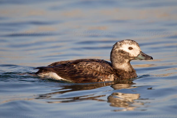 Long-tailed Duck Image @ Kiwifoto.com