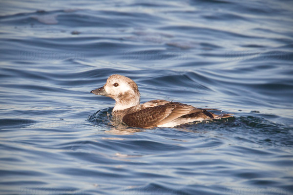 Long-tailed Duck Photo @ Kiwifoto.com