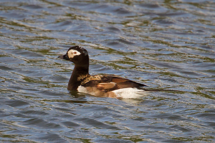 Long-tailed Duck Image @ Kiwifoto.com