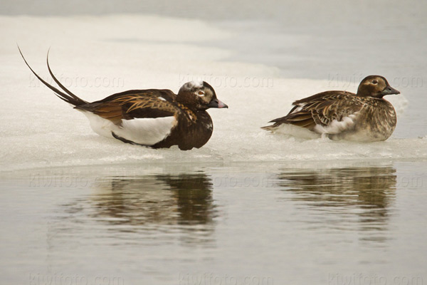Long-tailed Duck Image @ Kiwifoto.com