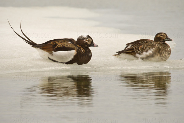 Long-tailed Duck Long-tailed Duck