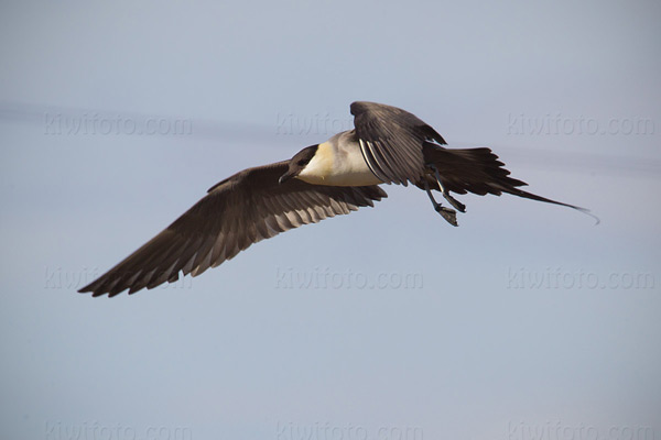 Long-tailed Jaeger Picture @ Kiwifoto.com