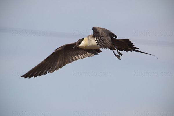 Long-tailed Jaeger