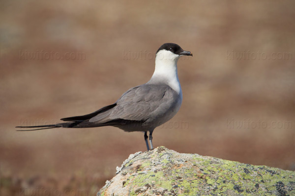 Long-tailed Jaeger