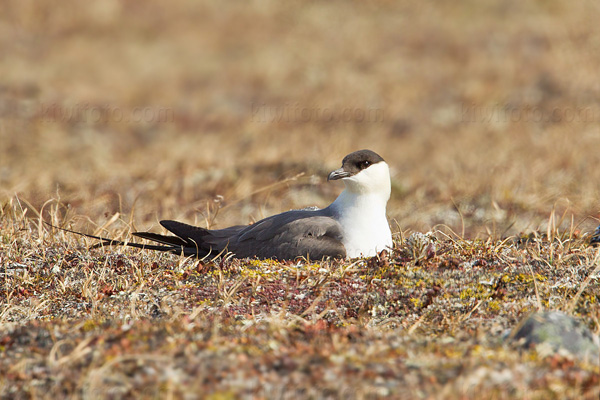 Long-tailed Jaeger Photo @ Kiwifoto.com