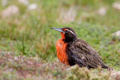 Long-tailed Meadowlark Photo @ Kiwifoto.com