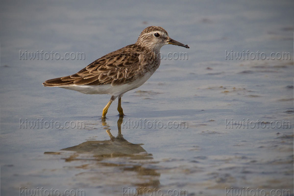 Long-toed Stint Image @ Kiwifoto.com